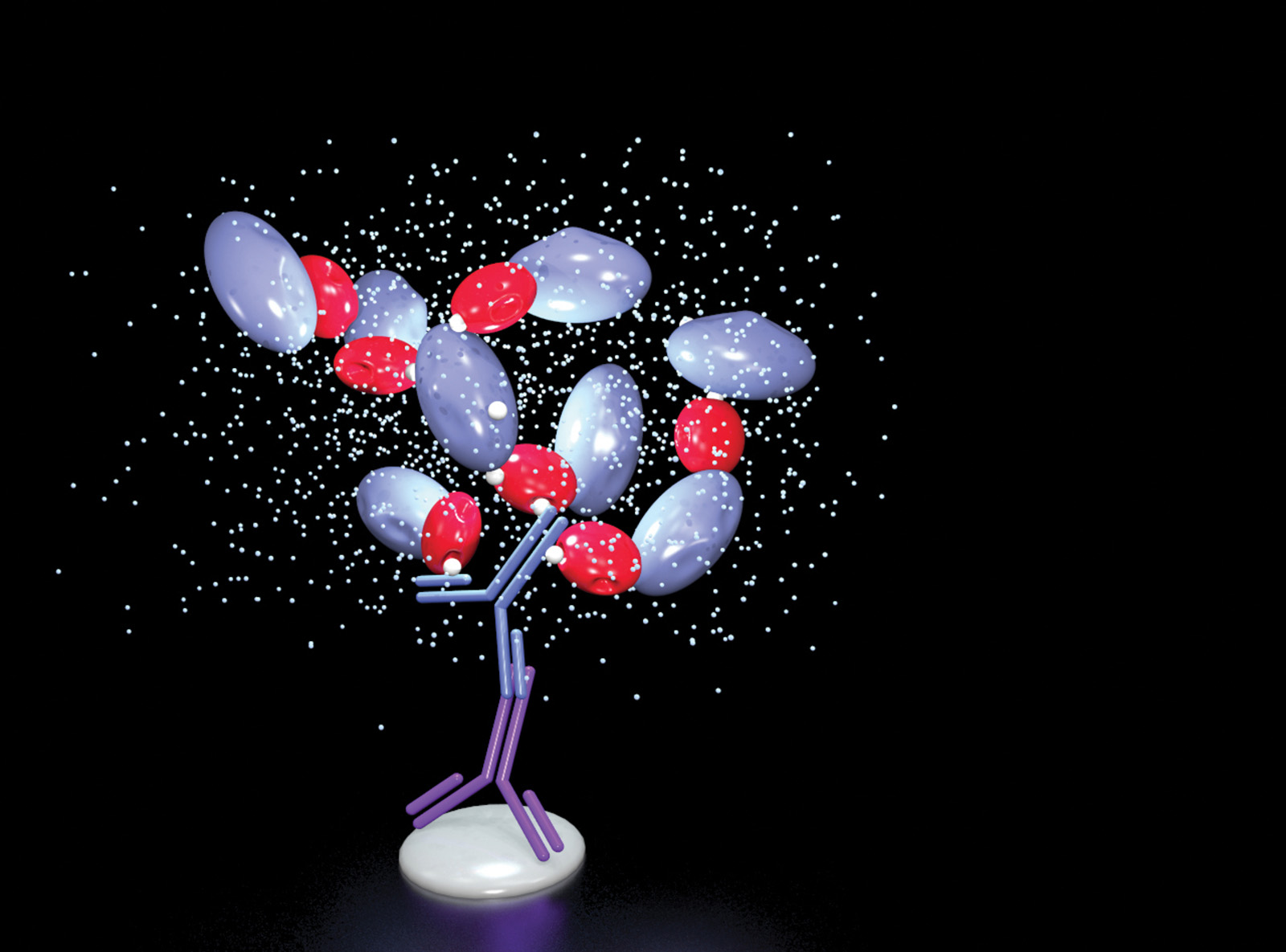 Enzyme Conjugated Avidin/Streptavidin