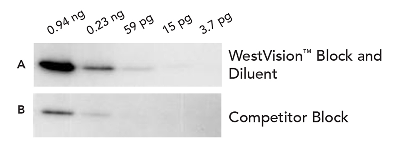 Enzyme Polymers for Western Blot Detection